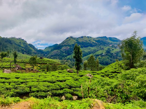 Peut-on participer à une croisière qui propose des visites de plantations de thé au Sri Lanka?